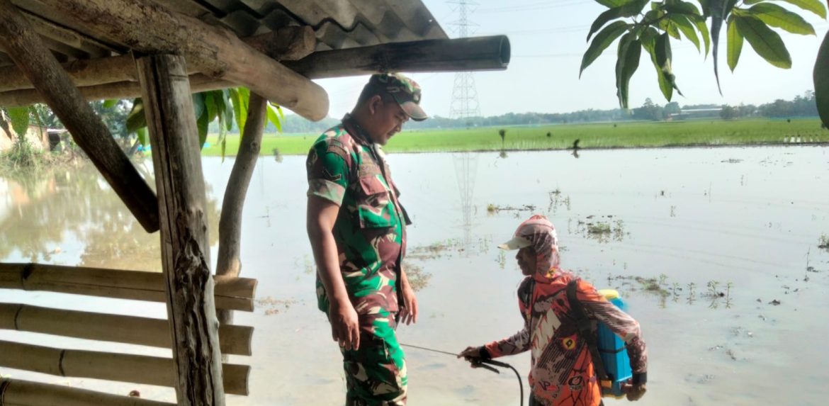 Anggota Koramil 1605 Sukagumiwang Indramayu Lakukan monitoring dan Pendampingan Pertanian Olah Lahan di Desa Tersana
