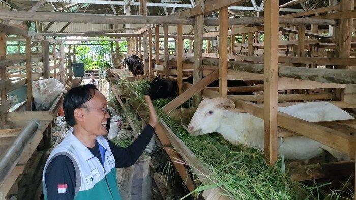 Potensi Peternakan Domba di Desa Tersana